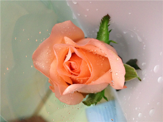 记者团的花